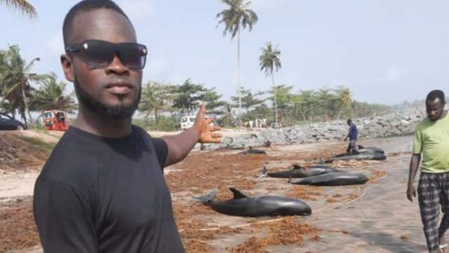 مشاهد مؤثرة.. دلافين نافقة على شواطئ غانا !