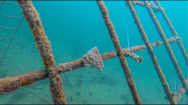 فرق هيئة البيئة والمحميات الطبيعية تبدأ بتنفيذ مشروع استزراع الشعاب المرجانية في الحمرية