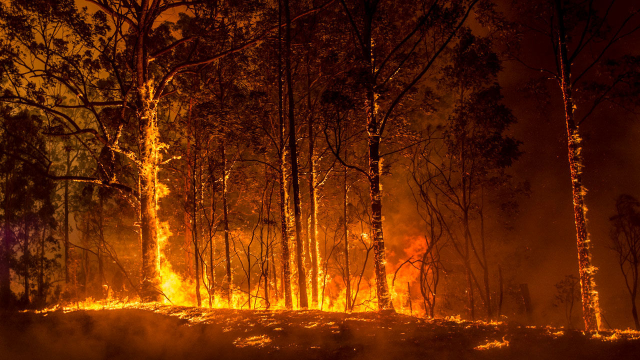 ارتفاع قتلى حرائق الغابات في أستراليا إلى 14 شخصا