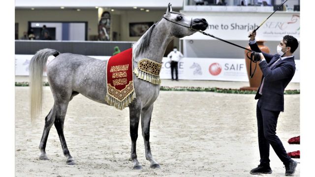 مربط دبي للخيول يكتسح بطولة الشارقة للسلالة المصرية