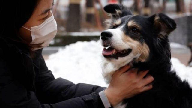 دراسة يابانية: الكلاب تستطيع كشف الكذب