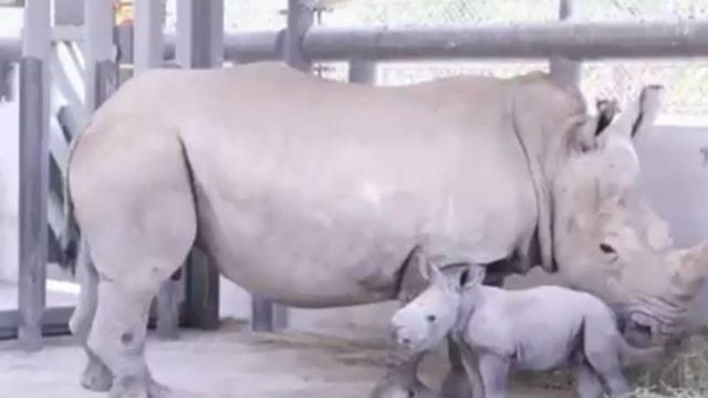 ولادة أول وحيد قرن جنوبي في سفاري الشارقة